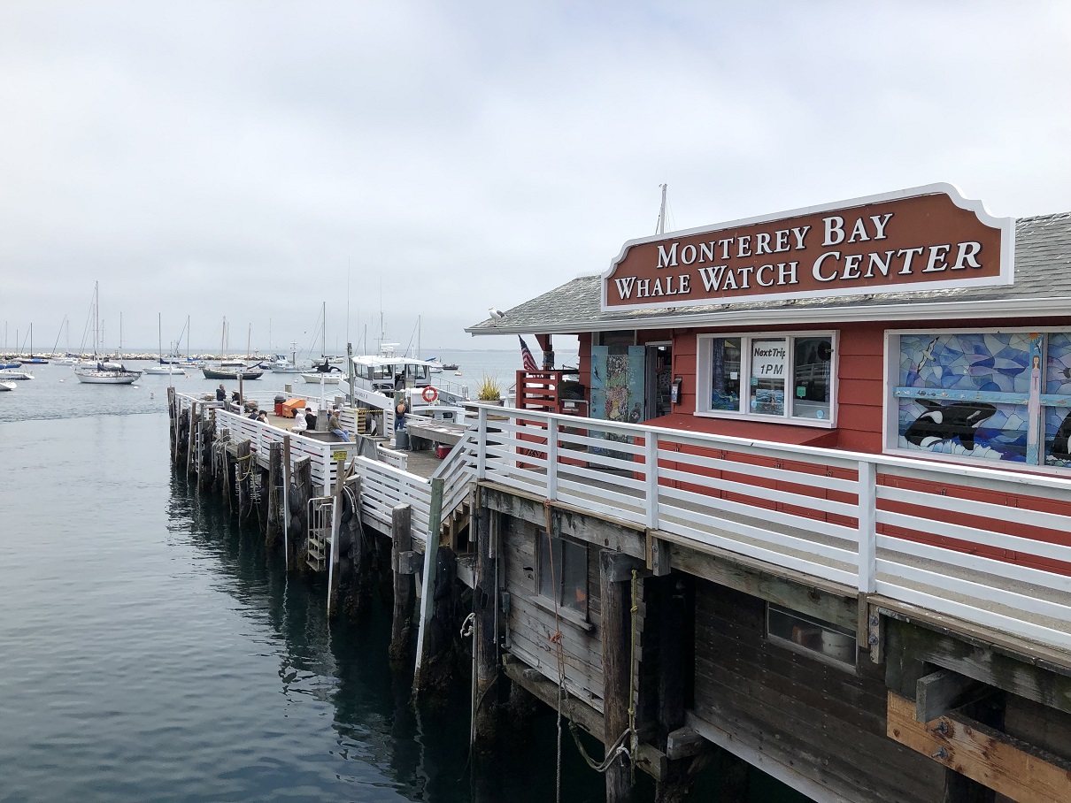 Tour des baleines à Monterey